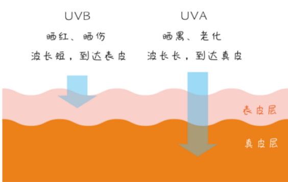 黑光燈對(duì)人體會(huì)有哪些影響？不同波段紫外線對(duì)人體影響